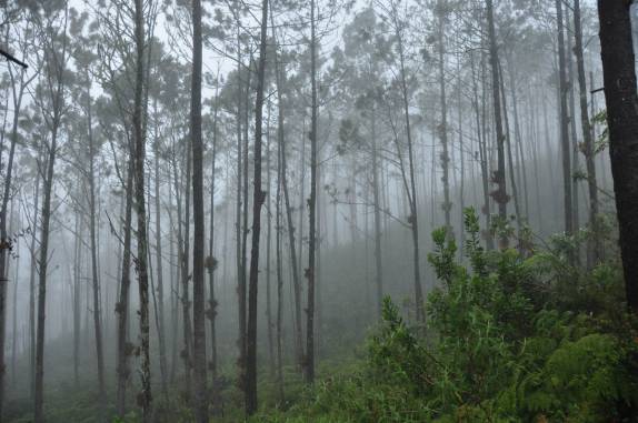 Muita névoa na subida do Pico Duarte, na  República Dominicana